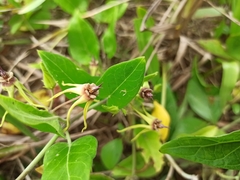 Oxypetalum banksii