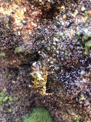 Pachygrapsus transversus