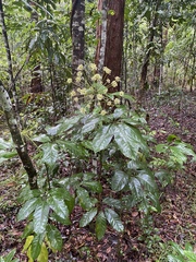 Mackinlaya macrosciadea
