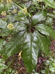 Mackinlaya macrosciadea