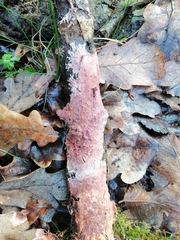Etheirodon fimbriatum