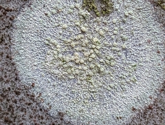 Lecanora strobilina