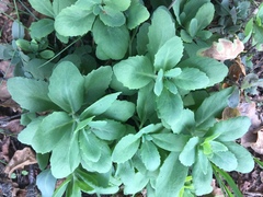 Hylotelephium telephium