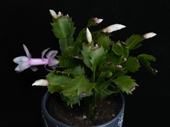 Schlumbergera