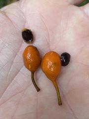 Annonaceae