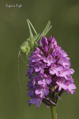 Tettigonia