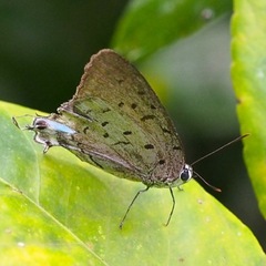 Pseudolycaena damo
