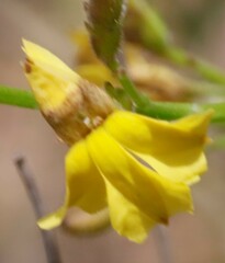 Goodenia macbarronii