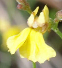 Goodenia macbarronii