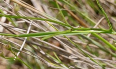 Goodenia macbarronii