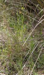 Goodenia macbarronii