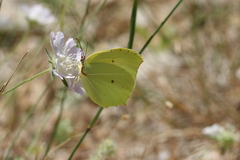 Gonepteryx farinosa