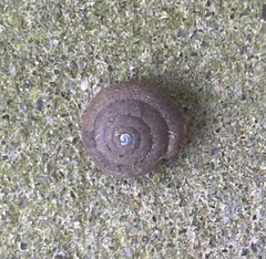 Inflectarius inflectus