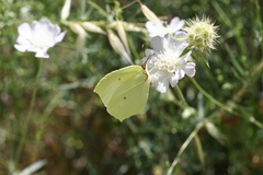 Gonepteryx farinosa