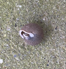 Inflectarius inflectus