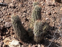 Echinocereus engelmannii fasciculatus
