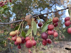 Frangula californica