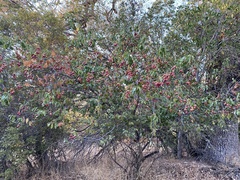 Frangula californica