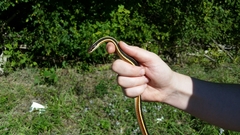 Thamnophis saurita septentrionalis