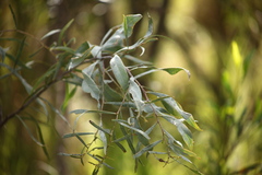 Acacia salicina
