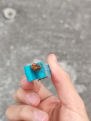 Gonipterus platensis