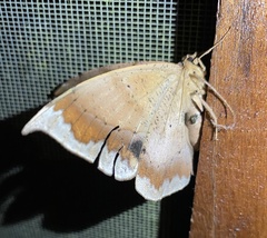 Oxydia vesulia
