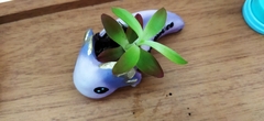 Crassulaceae