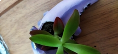 Crassulaceae