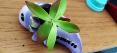 Crassulaceae