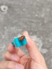 Gonipterus platensis