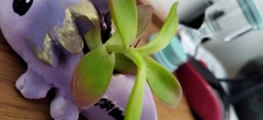 Crassulaceae