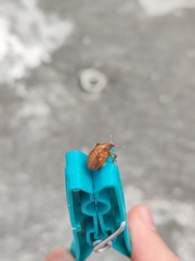 Gonipterus platensis