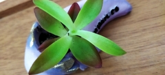 Crassulaceae