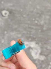 Gonipterus platensis