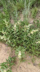 Asclepias arenaria
