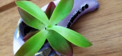 Crassulaceae