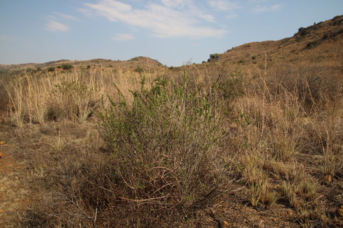 Image of Psoralea polysticta by (c) Tony Rebelo, some rights reserved (CC BY-SA)