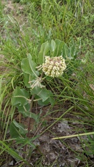 Asclepias arenaria