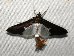 Diaphania yurakyana