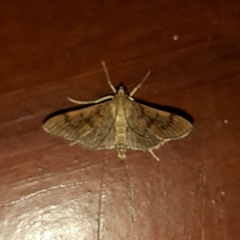 Herpetogramma phaeopteralis