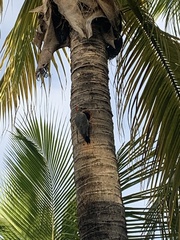 Melanerpes