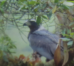 Buteogallus solitarius