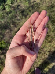 Bothriochloa ischaemum