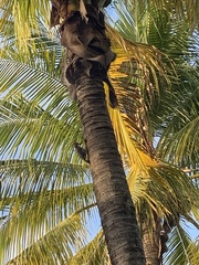 Melanerpes