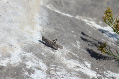 Trimerotropis pseudofasciata