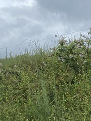 Mimus polyglottos