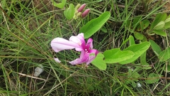 Mandevilla
