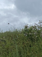 Mimus polyglottos