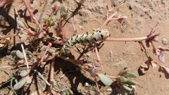 Euscirrhopterus gloveri