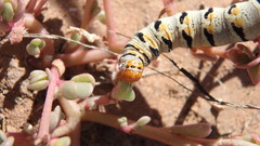 Euscirrhopterus gloveri